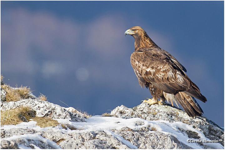 Aigle royal adulte posé Vercors